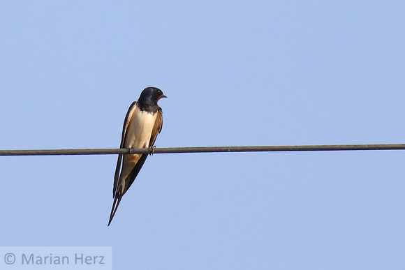 172Mer Barn Swallow (1)