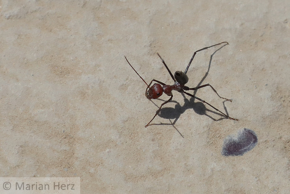 178Mer Giant Ant (1)