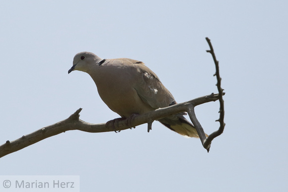 269Buk Eurasian Collared Dove