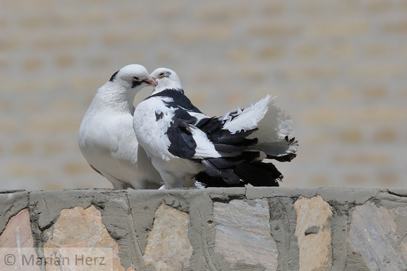 322Buk Pigeon Courting