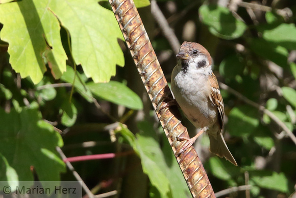 341Shak Eurasian Tree Sparrow