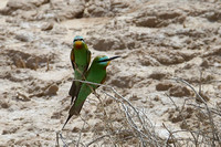 21Road Blue-cheeked Bee-Eater (12)