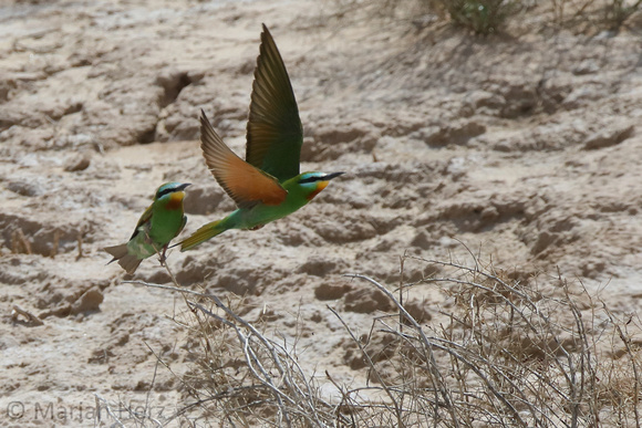 22Road Blue-cheeked Bee-Eater (13)