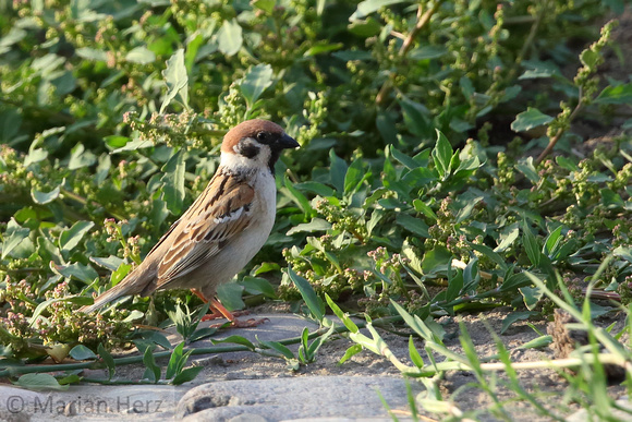 30Road Eurasian Tree Sparrow2 (1)