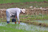 566Khu Rice Field Worker