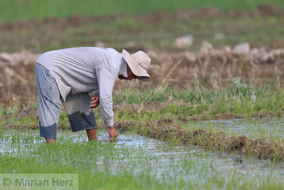 566Khu Rice Field Worker