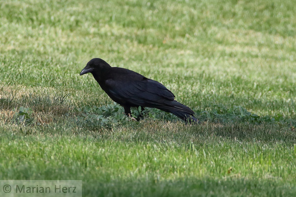578Khu Carrion Crow