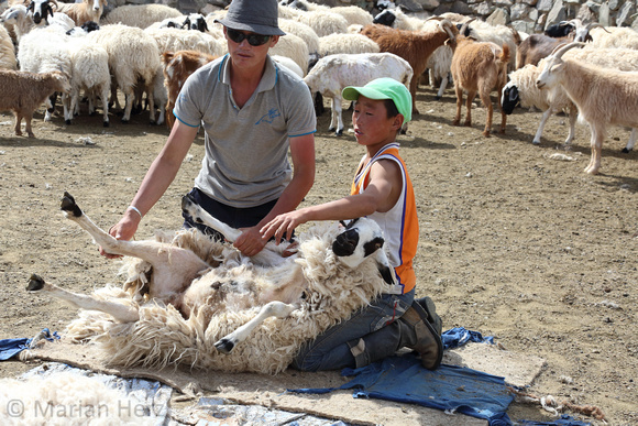 269Bay Sheep Shearing