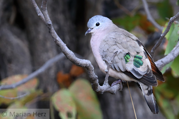 152Khw Green-spotted Dove