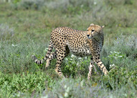 1035Ng Cheetah