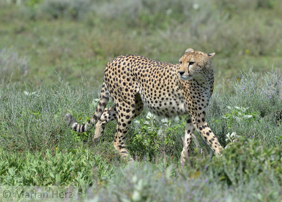1035Ng Cheetah