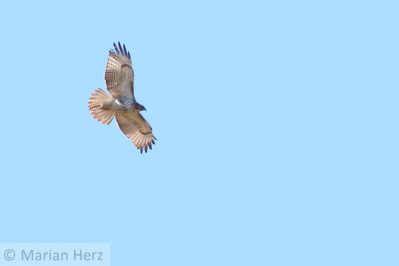 68WL Red-tailed Hawk