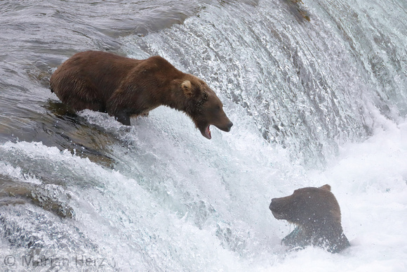 8BF Mama Bear Defending Territory