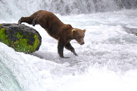 17BF Bear Climbing Off Rock