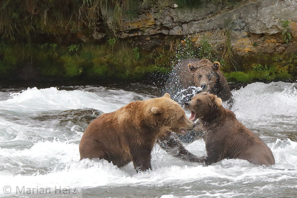 15BF Bear Fight