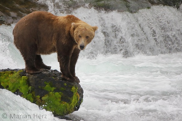 16BF Bear on Rock