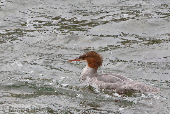 20BF Common Merganser