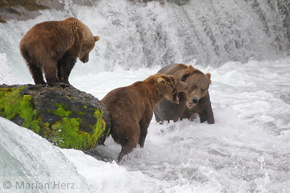 19BF Mama Defending Cub