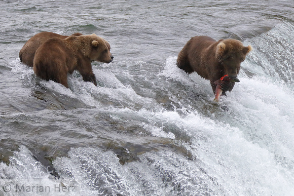 6BF Mama and her Cubs