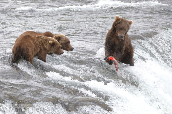 7BF Mama and Cubs