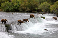 4BF Bears at Falls