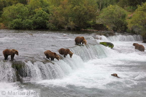 4BF Bears at Falls