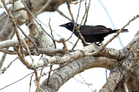 15ND Common Grackle
