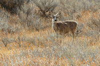 16ND Mule Deer (3)