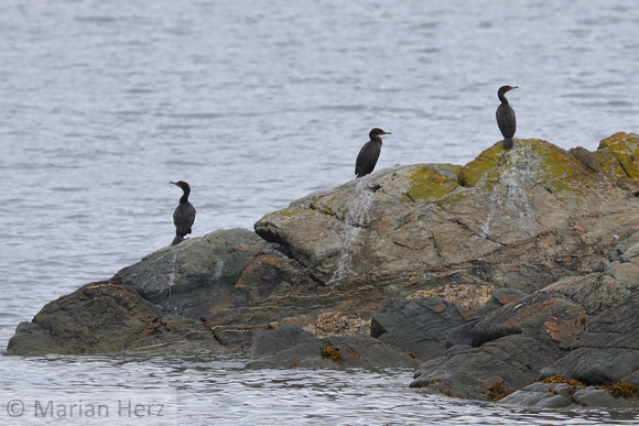 25BD Double-crested Cormorant