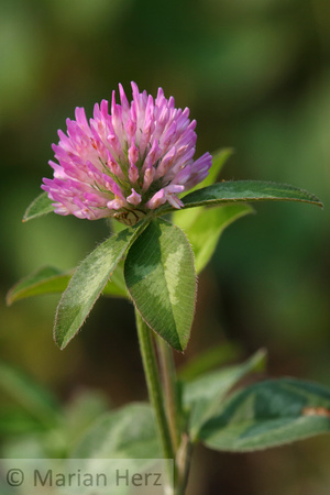 397PEI Red Clover
