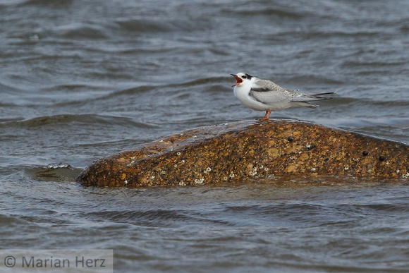 405PEI Arctic Tern (5)