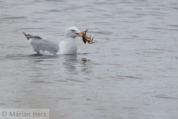 426PEI Herring Gull with Crab (2)