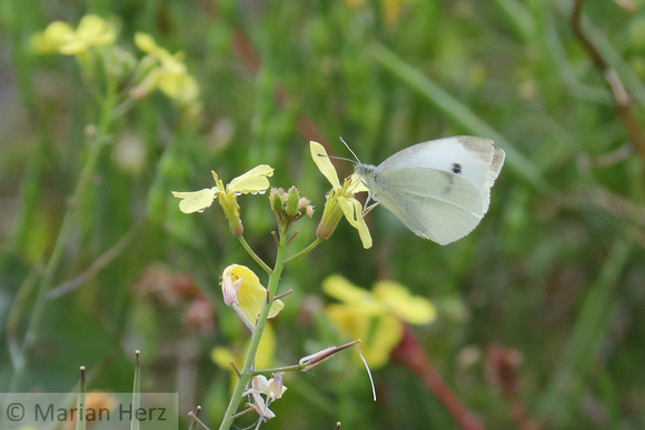 437PEI Cabbage White Butterfly (4)