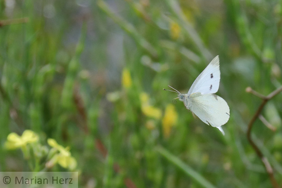 438PEI Cabbage White Butterfly (1)