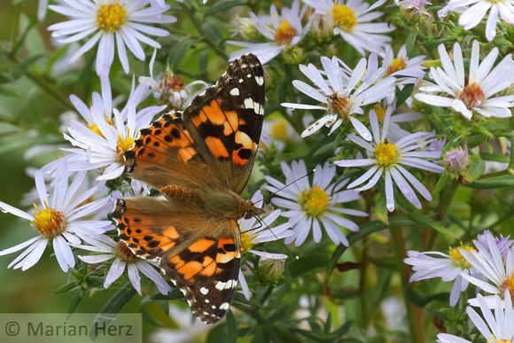 451PEI Painted Lady Butterfly (7)