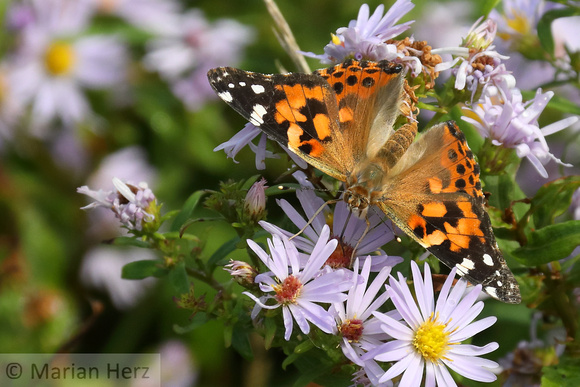 452PEI Painted Lady Butterfly (17)