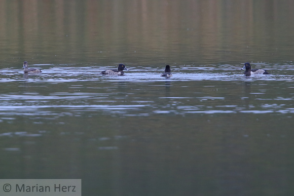 463NB Ring-necked Duck (3)