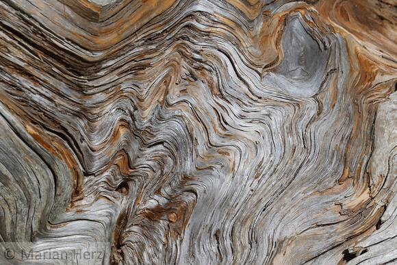 494Fun Wood Abstract (3)