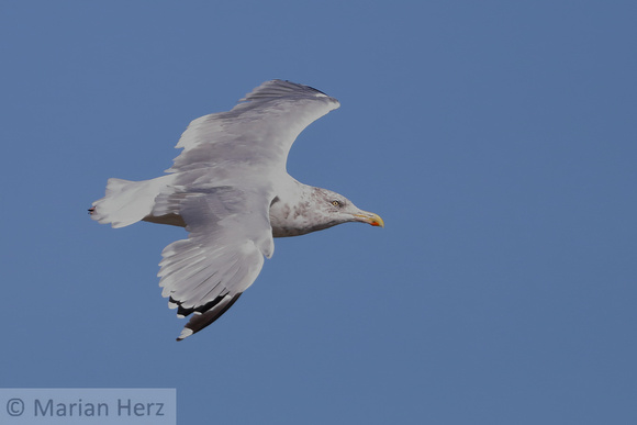 497NB Herring Gull