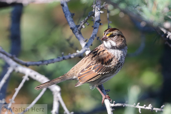 534Ac White-throated Sparrow (2)