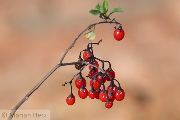 556SA Berries (1)
