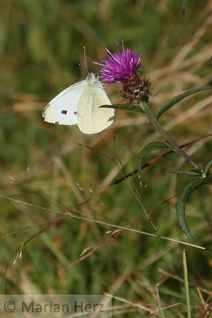 558SA Common Sulphur Butterfly (2)
