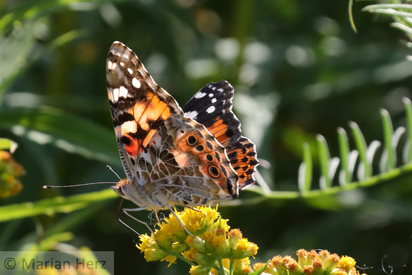 377PEI Painted Lady Butterfly (1)