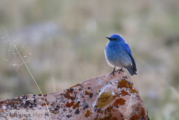 WY154ER Mountain Bluebird