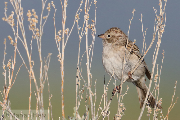 Yel54Yel Brewer's Sparrow (6)