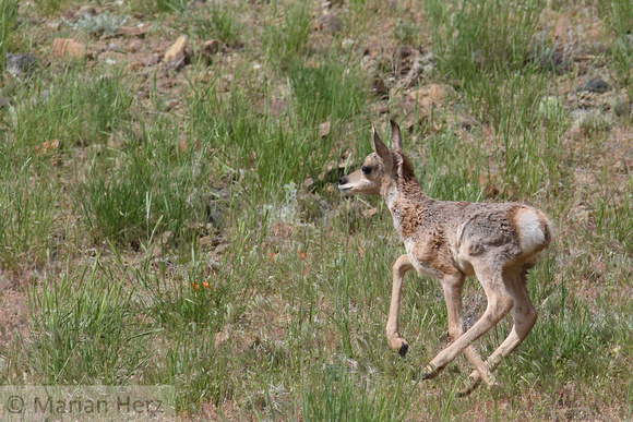 Yel126Yel Pronghorn Antelope (13)