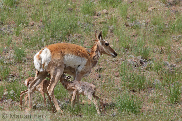 Yel130Yel Pronghorn Antelope (31)