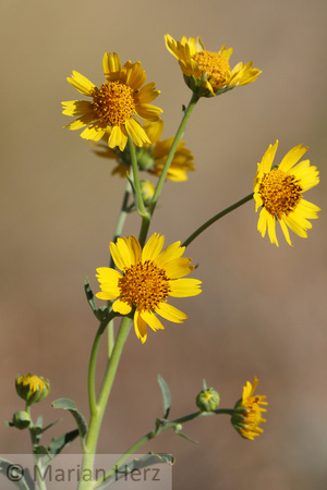 AZ186PS Desert Sunflower (2)