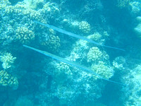 7Ap Cornetfish (1)