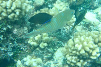 12Ap Pacific Longnose Parrotfish with Bluestreak Cleaner Wrasse JP (1)